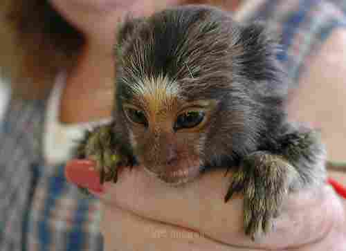 Marmosets For Sale